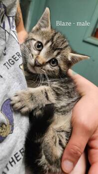 Blaze -  Domestic Short Hair Cat Available for Adoption in Liberty, New York - Blaze | PetCurious