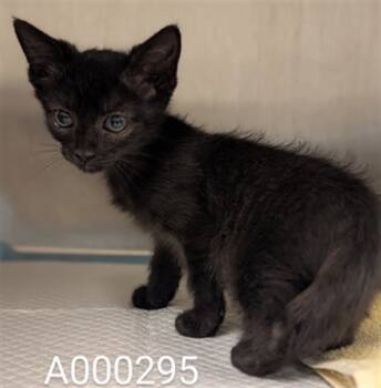 Rescue Domestic Short Hair Cats for Adoption in Ontario, California - OBSIDIAN- IN FOSTER | PetCurious