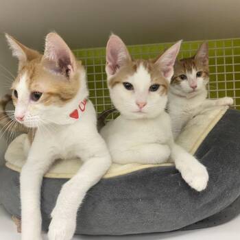 Cadet -  Domestic Short Hair Cat for Adoption in Tallahassee, Florida - Cadet | PetCurious