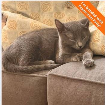 Marcy -  Domestic Short Hair Cat for Adoption in Pleasant Hill, California - Marcy | PetCurious