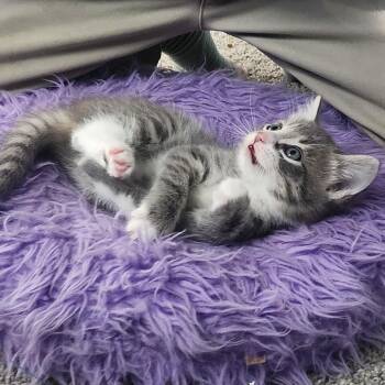 Domestic Short Hair Cats Available for Adoption - Primrose In Nokesville, VA | PetCurious