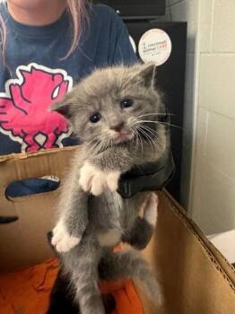 Zooble -  Domestic Short Hair Cat for Adoption in Cincinnati, Ohio - Zooble | PetCurious