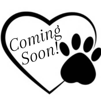 Domestic Short Hair Cats Available for Adoption in Jasper, Indiana - Emily Dickinson | PetCurious