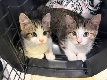 2026-31a  Neptune (adopt with Jupiter, pictured here) -  Domestic Short Hair Cat for Adoption in Windsor, Connecticut - 2026-31a  Neptune (adopt With Jupiter, Pictured Here) | PetCurious