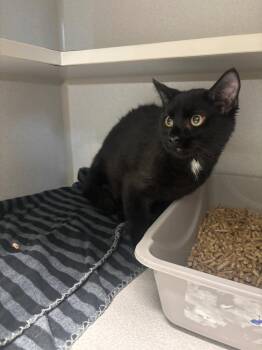 Donkey -  Domestic Short Hair Cat for Adoption in Bloomington, Indiana - Donkey | PetCurious