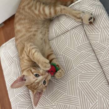 Kitty Milo - City of Industry Location -  Domestic Short Hair Cat for Adoption in Chino Hills, California - Kitty Milo - City Of Industry Location | PetCurious