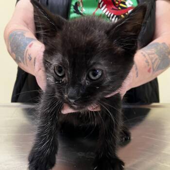 Alfalfa -  Domestic Short Hair Cat for Adoption in Wilmington, Delaware - Alfalfa | PetCurious