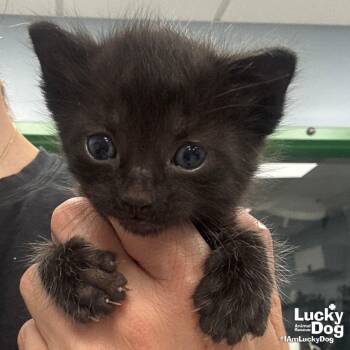 Orlando -  Domestic Short Hair Cat for Adoption in Washington, District Of Columbia - Orlando | PetCurious