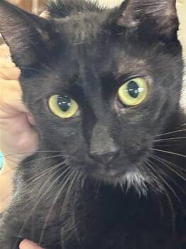 Domestic Short Hair Cats Available for Adoption - A650473 | PetCurious