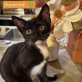 Shamrock -  Domestic Short Hair Cat for Adoption in Bentonville, Arkansas - Shamrock | PetCurious