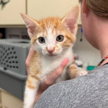 Kane -  Domestic Short Hair Cat for Adoption in Ardmore, Oklahoma - Kane | PetCurious