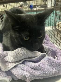 SAI -  Domestic Short Hair Cat for Adoption in Long Beach, California - SAI | PetCurious