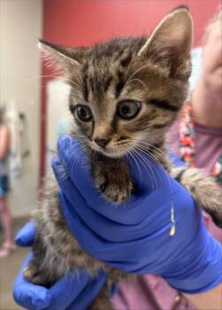 Clarinet -  Domestic Short Hair Cat for Adoption in Fishers, Indiana - Clarinet | PetCurious