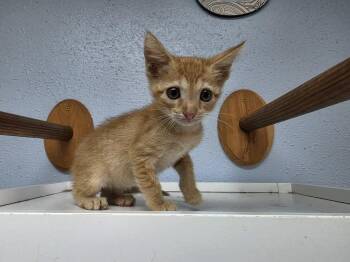 Purrlock Holmes -  Domestic Short Hair Cat for Adoption in Bossier City, Louisiana - Purrlock Holmes | PetCurious