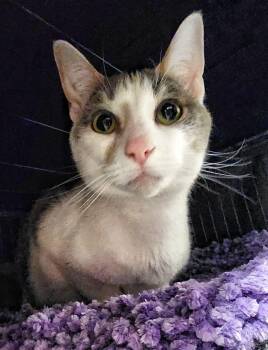 Domestic Short Hair Cats Available for Adoption in Littlestown, Pennsylvania - Sunflower | PetCurious