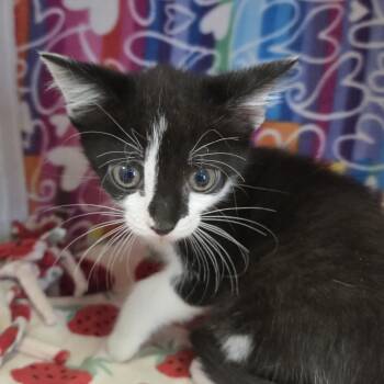 Juniper -  Domestic Short Hair Cat Available for Adoption - Juniper | PetCurious
