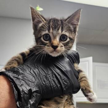 Kairi -  Domestic Short Hair Cat for Adoption in Greenville, South Carolina - Kairi | PetCurious