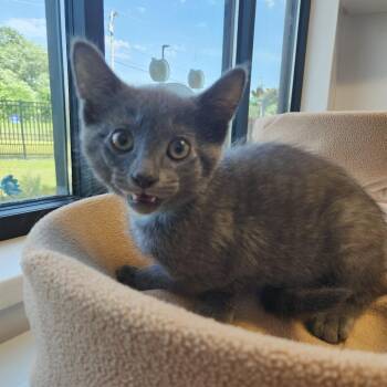 Gonzo -  Domestic Short Hair Cat for Adoption in Fort Wayne, Indiana - Gonzo | PetCurious
