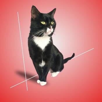 Domestic Short Hair Cats Available for Adoption - Ramón | PetCurious