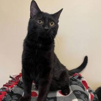 Domestic Short Hair Cats Available for Adoption in Rochester, Minnesota - Trevor | PetCurious