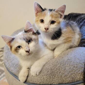 Jade Tuft -  Domestic Short Hair Cat for Adoption in Eagle Mountain, Utah - Jade Tuft | PetCurious