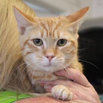 Cheeto -  Domestic Short Hair Cat for Adoption in Weaverville, California - Cheeto | PetCurious