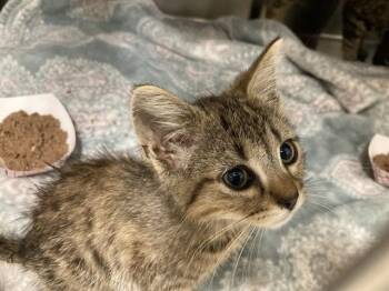 DOODLE -  Domestic Short Hair Cat for Adoption in Tustin, California - DOODLE | PetCurious