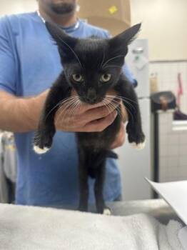 Wilson -  Domestic Short Hair Cat for Adoption in Palm Coast, Florida - Wilson | PetCurious