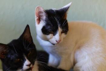 Frittata -  Domestic Short Hair Cat for Adoption in Hot Springs, Arkansas - Frittata | PetCurious