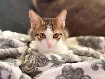 Judge Judy -  Domestic Short Hair Cat for Adoption in Troy, Alabama - Judge Judy | PetCurious