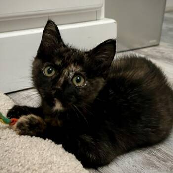 Rescue Tortoiseshell Cats for Adoption in Greenfield, California - Maddie | PetCurious