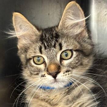Honeydew -  Domestic Medium Hair Cat for Adoption in Chicago, Illinois - Honeydew | PetCurious