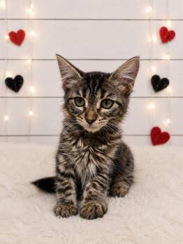 Fluff -  Domestic Medium Hair Cat for Adoption in Corpus Christi, Texas - Fluff | PetCurious