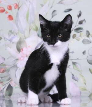 Domino -  Domestic Short Hair and Tuxedo Cat for Adoption in Tuscaloosa, Alabama - Domino | PetCurious