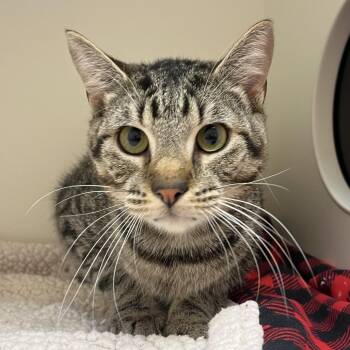 Maximus -  Domestic Short Hair Cat for Adoption in Champaign, Illinois - Maximus | PetCurious