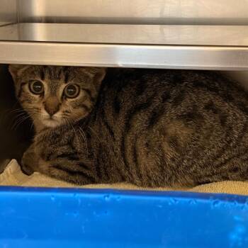 Flamingo -  Domestic Short Hair Cat for Adoption in Bristol, Indiana - Flamingo | PetCurious