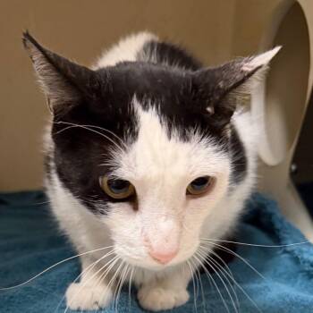 Grubs -  Domestic Short Hair Cat for Adoption in Yuma, Arizona - Grubs | PetCurious