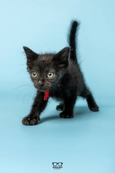 Refried -  Domestic Short Hair Cat for Adoption in Hoffman Estates, Illinois - Refried | PetCurious