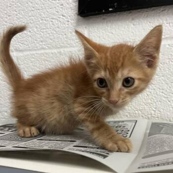 Domestic Short Hair Cats Available for Adoption in Edinburg, Texas - Jumanji | PetCurious