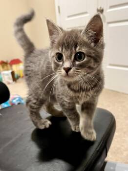 Almond Joy -  Domestic Short Hair Cat for Adoption in Andover, Connecticut - Almond Joy | PetCurious