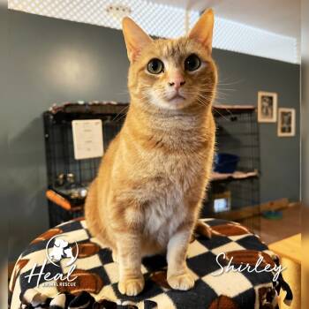 Rescue Domestic Short Hair Cats for Adoption in Youngwood, Pennsylvania - Shirley | PetCurious