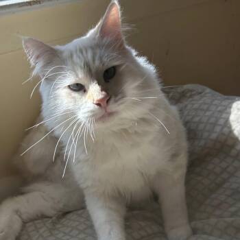 Rescue Siamese Cats for Adoption in Clayton, California - Nelson | PetCurious