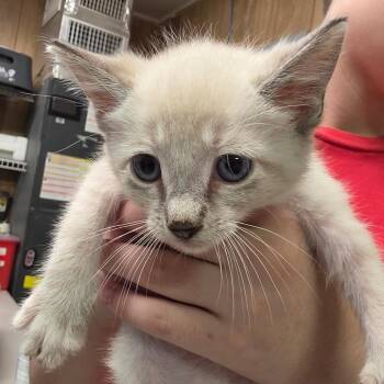 Riley FNA Monarch kitten 2 -  Domestic Short Hair Cat for Adoption in Leander, Texas - Riley FNA Monarch Kitten 2 | PetCurious