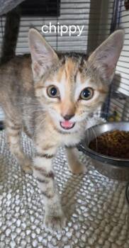 Chippy -  Domestic Short Hair Cat Available for Adoption in Oviedo, Florida - Chippy | PetCurious