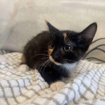 Dill -  Domestic Short Hair Cat Available for Adoption in Long Beach, California - Dill | PetCurious