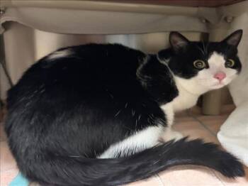Domestic Short Hair Cats Available for Adoption in Derwood, Maryland - SAMBA | PetCurious