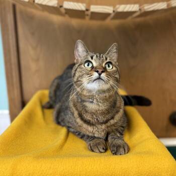 Powell -  Domestic Short Hair Cat Available for Adoption in Fargo, North Dakota - Powell | PetCurious
