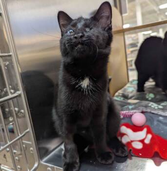 Minuet -  Domestic Short Hair Cat for Adoption in Seven Valleys, Pennsylvania - Minuet | PetCurious
