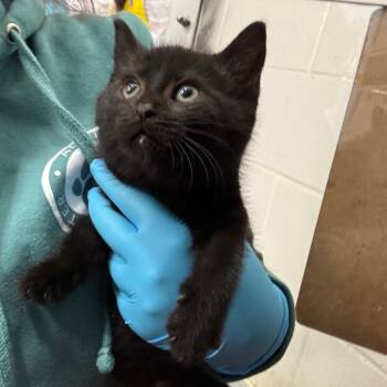 Rescue Domestic Short Hair Cats for Adoption in Evansville, Indiana - Madagascar | PetCurious