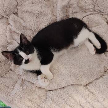 Nora -  Domestic Short Hair Cat for Adoption in Fairfax Station, Virginia - Nora | PetCurious